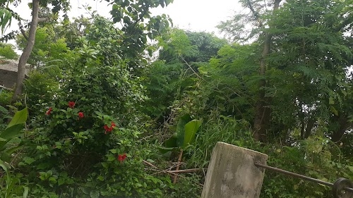 Kotloi