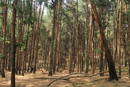 Kodaikanal Pine Forest