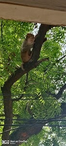 Pragya Nagar
