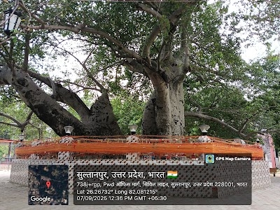 Paarijaat Tree, Sultanpur (U.P.)