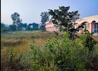 Methi Tikur