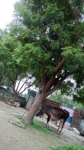 Kuldeep divyanshi
