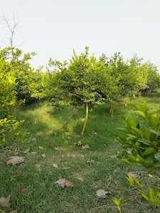 Jahangirwa