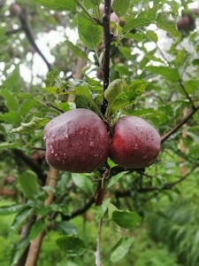 Rajta S O R apple's reoghati