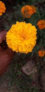 JALABASA G.P