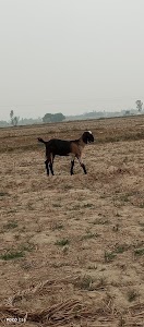 औघड बाबा
