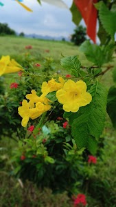 Chinna Kothapalli