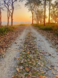 Boxa forest