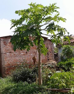 Bhowara