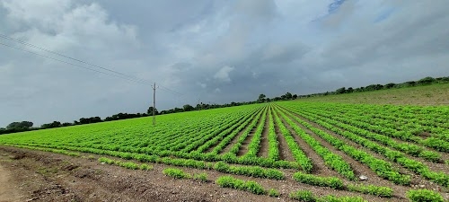 Khijadiya Khari