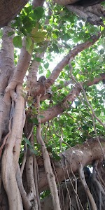 Haldharvas Chowkdi