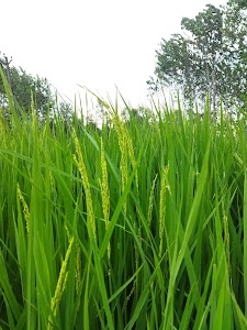 Kolki Ranghad