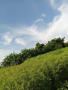 Dillar bagan