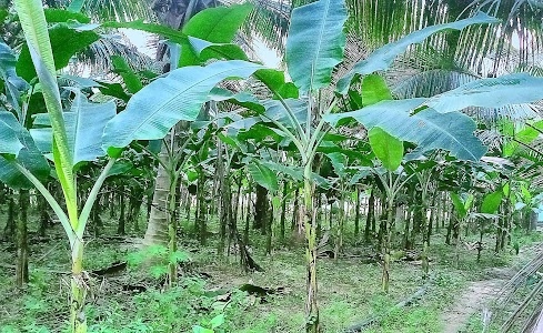 Korada