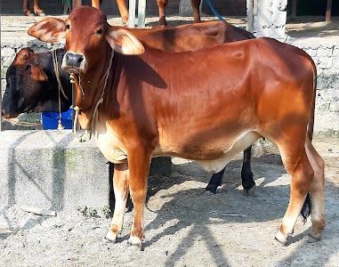 Godhan Gau Sawardhan kendra