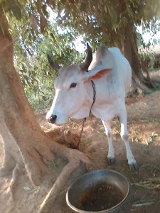 Shiv Sagar (Pomoba arat)