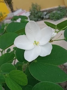 Gangaprasad