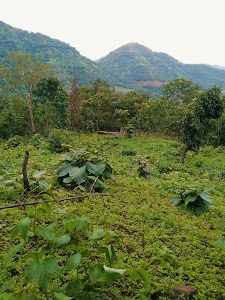 Godamba