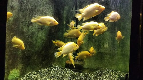 Fish House