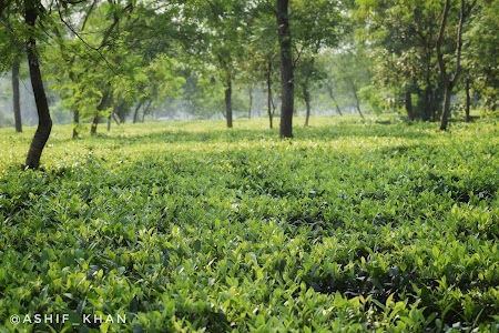 Tea Garden