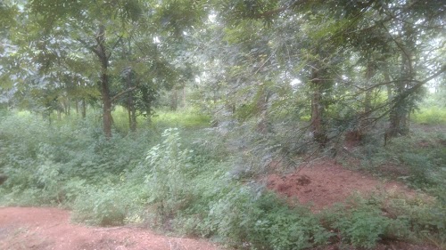 Park gotiguda