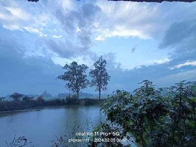 Son Nadi rasulpur Old Pipal Tree