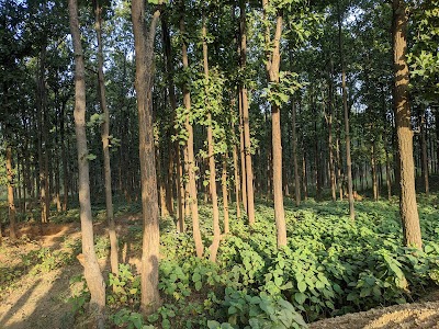 Gangaghat Bazaar & Jungle