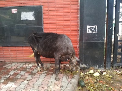 Ambphalla Gow Shala