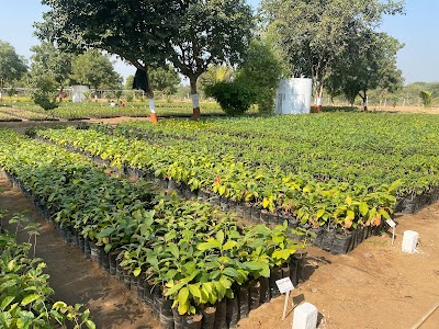 Forest Nursery