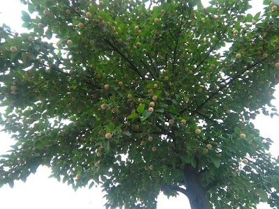 Bhopalpura