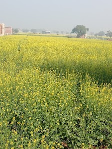 ANKIT meena