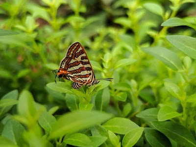 Mathura bhawan garden