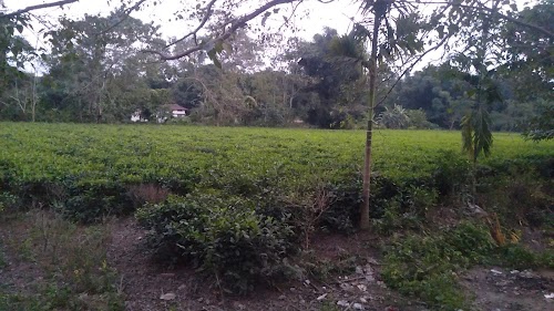 Tea Garden, Simlaguri