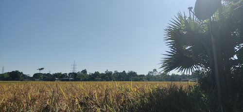 Dodearpar