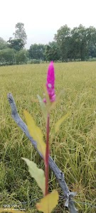 बानबाबा का परवा
