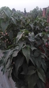 Dighi