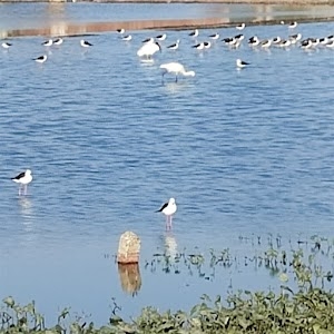 New Narol - Lake (Talav)