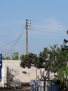 Randhawa farm