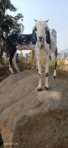 Raja Barari