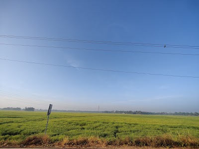 Ponga