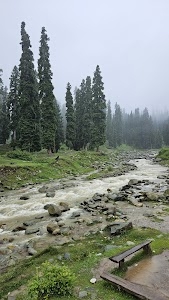 Botapathri Woods