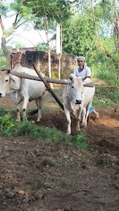 Banha