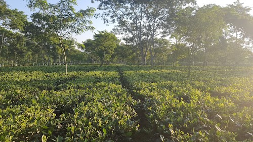 Amguri Grant