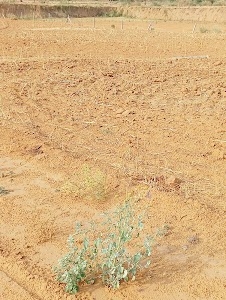 Malisa farm's sohna phase I