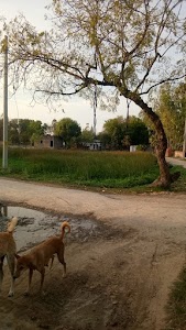 Aalampur