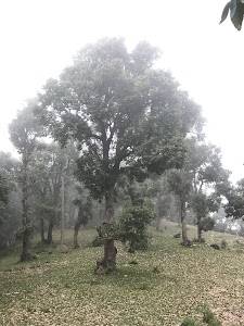 Tea point