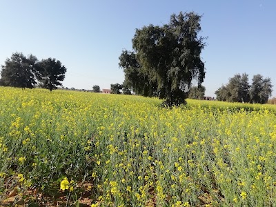 Jaloda