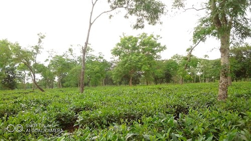Lohpohia Tea estate