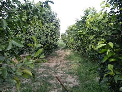 संधू फ्रूट फार्म