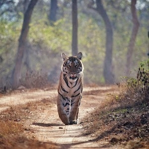 Bandipur